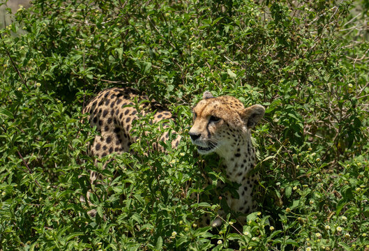 Mother cheetah hiding in some bushes