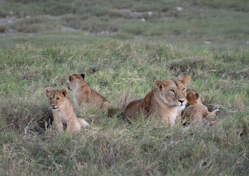 A group of lion cubs stays close to mom in the grass