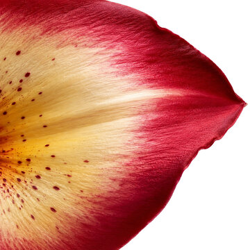 Red and Cream Lily Petal Macro Texture with Natural Gradient and Delicate Speckled Pattern