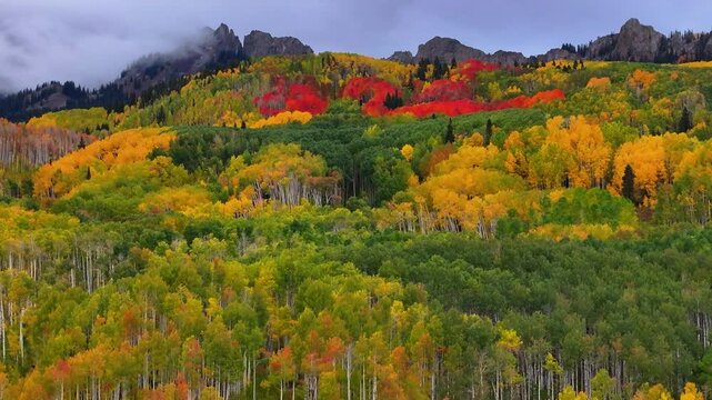 Panoramic aerial view of Ruby Peak Mountain ridge with fall foliage tree tops landscape along Kebler Pass road near Crested Butte, Colorado in autumn season during morning sunrise - 4K Drone