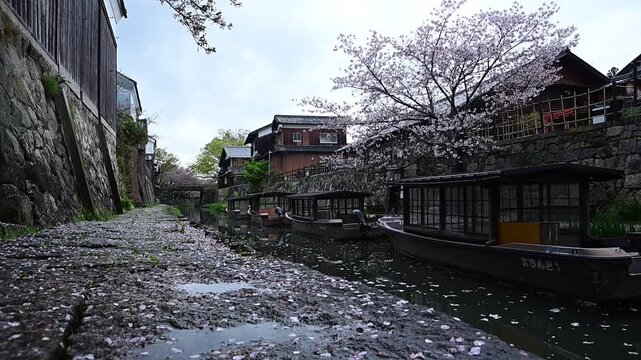 桜の花びらが舞う春の八幡堀 （滋賀県近江八幡市, 2026年4月）