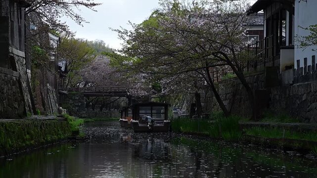 桜の花びらが舞う春の八幡堀 （滋賀県近江八幡市, 2026年4月）
