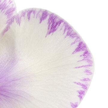 White Petal with Purple Edges Macro Background Showing Natural Floral Texture and Delicate Color Pattern