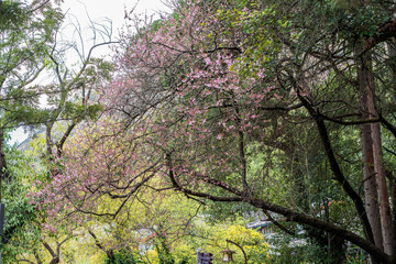 Fototapeta premium Stunning view of a cherry blossom tree with vibrant pink flowers in a green forest on a bright, slightly overcast day.
