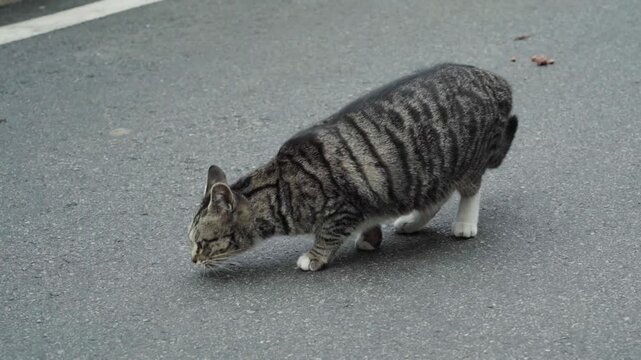 A stray tabby cat walking alone on a gray asphalt road in an urban outdoor environment during daytime.