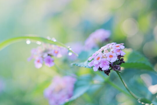 緑の背景とカラフルなランタナの花