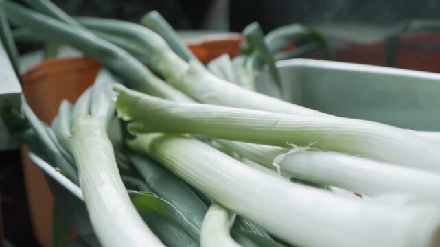 A close-up of fresh green onions or spring onions with white roots and long green stems arranged together.
