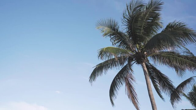 palm tree swaying in the wind