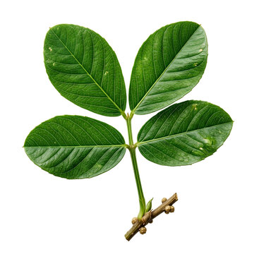 Green Palmately Compound Leaflets On Thin Stem Close Up Foliage.