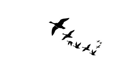 Formation of geese flying in a clear sky silhouette style Vector © MSTSHORIFA