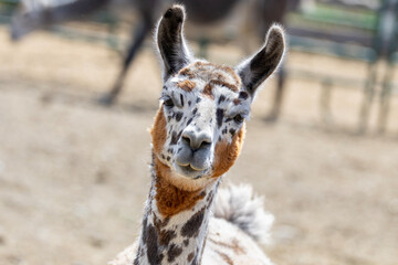 Close-Up Portrait of a llama with Detailed Fur and Gentle Expression  © ACpics