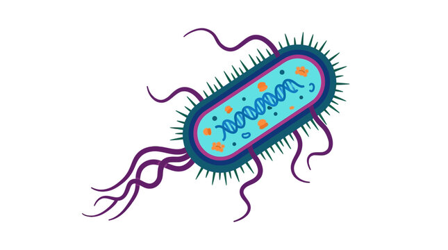 Bacterial cell anatomy illustrating DNA and surface pili