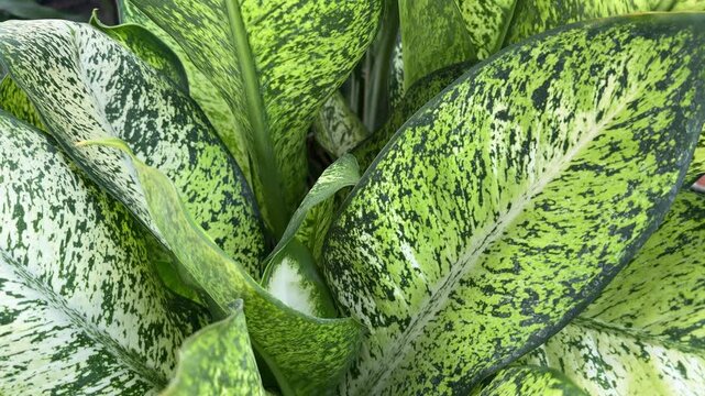 Close-up of variegated Aglaonema leaves featuring green and white patterns with rich natural texture, ideal for tropical plant, foliage, and botanical background concepts