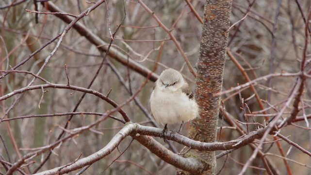 Close up of a Northern Mockingbird (Mimus polyglottos) perched on a tree in north Carolina.