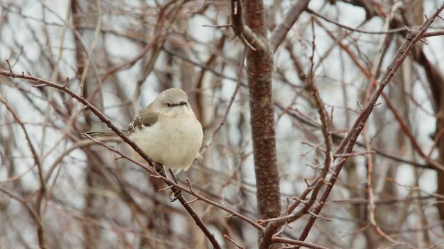 Close up of a Singing Northern Mockingbird (Mimus polyglottos) perched on a tree in winter in a forest.