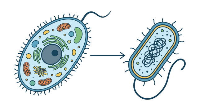 Biological diagram comparing prokaryotic cell and bacteria
