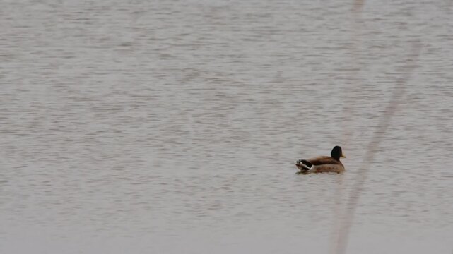 The American coot (Fulica americana), also known as a mud hen or pouldeau, is a bird of the family Rallidae. 