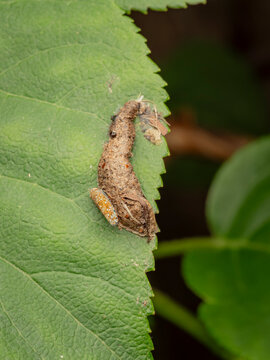 A camouflage bagworm moth caterpillar protective case and a small leafhopper on a bright green leaf close up view macro photography