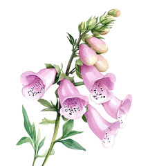 Foxglove Flower, clipart watercolor vector with gentle, isolated on a white background. © brixel