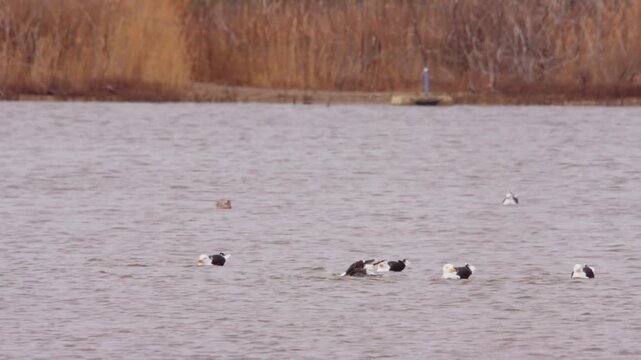 Great Black Backed Gull (Larus marinus) in a lake in Manhattan.