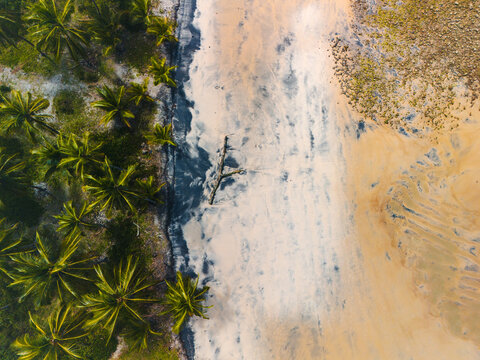 Aerial view of a tropical beach with lush palm trees bordering the sandy shore, featuring a piece of driftwood on the sand and gentle tide patterns in Itacare, State of Bahia, Brazil.