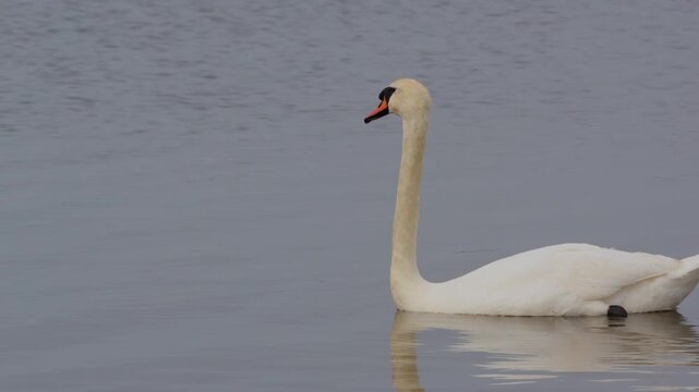 Footage of a Swan on the lake largest flying birds, including the mute swan, trumpeter swan, and whooper swan. Swans usually mate for life. Biodiversity awareness protection. 