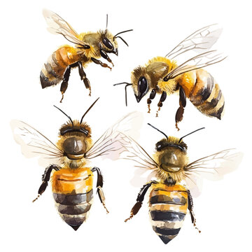 Honey Bees, vector watercolor clipart with soft pastel strokes, isolated on a white background.