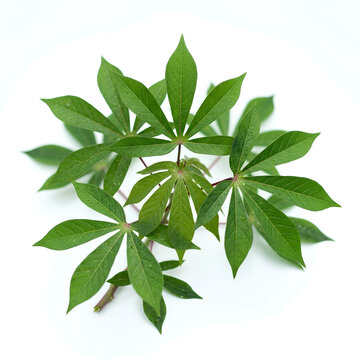 Green Palmate Compound Leaf Plant With Radiating Leaflets.