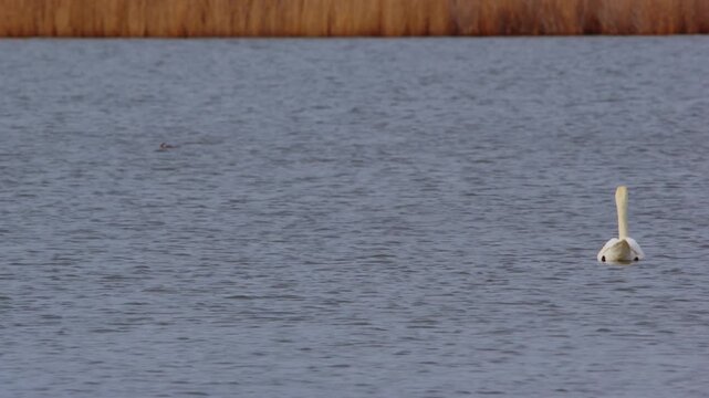 Footage of a Swan on the lake largest flying birds, including the mute swan, trumpeter swan, and whooper swan. Swans usually mate for life. Biodiversity awareness protection. 