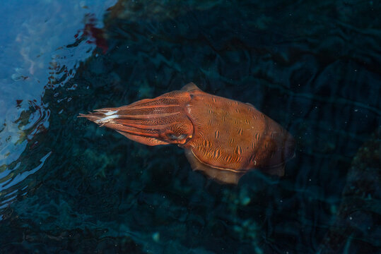 cuttlefish under water