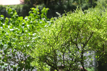 Fototapeta premium Lush green foliage of a small ornamental tree in bright sunlight
