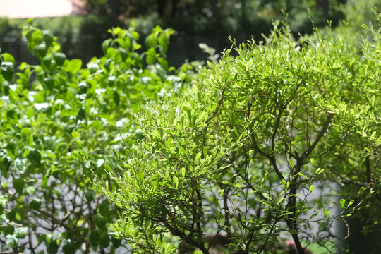 Lush green foliage of a small ornamental tree in bright sunlight