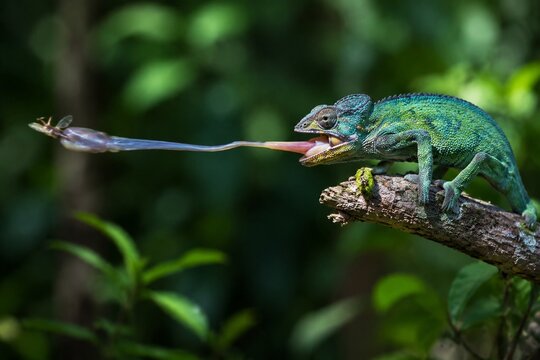 A chameleon on a branch, tongue extended to catch an insect.