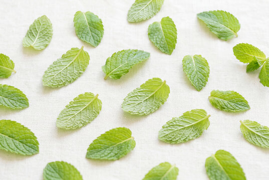 Fresh mint leaves scattered on white textile background