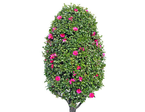 Topiary camellia bush with vibrant pink flowers, lush green leaves