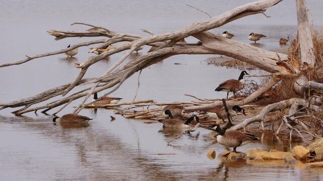 Flock of Canada geese gathered near a fallen bare tree trunk on the shoreline