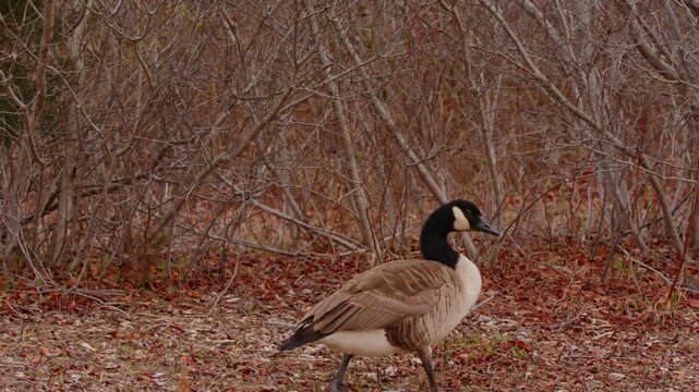 Canada goose walking on dry leaves background in autumn forest