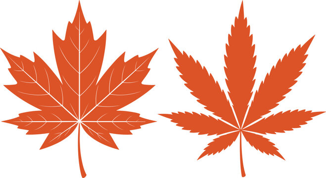  Flat vector illustration of an orange maple leaf and a cannabis marijuana leaf side by side, featured in image_bf6c27.png, isolated on a white background..eps