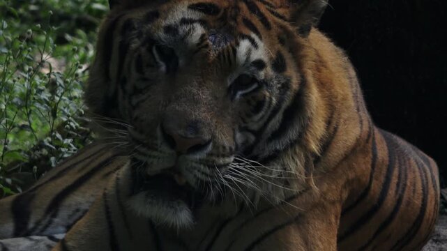 an adult brown tiger, lying down with his mouth open, occasionally sticking out his tongue
