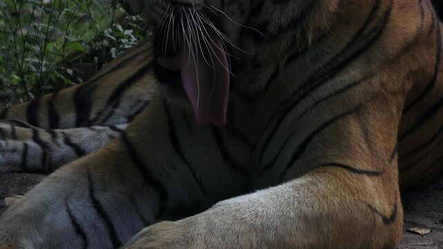 camera movement, shooting from the feet of an adult brown tiger, then moving up to its face, it is yawning
