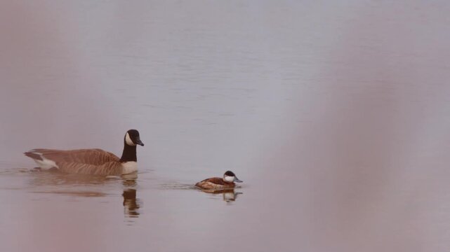 Canada goose swimming alongside a small duckling on lake with foreground blur