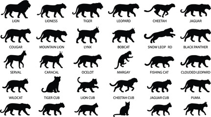Collection of wild cat silhouettes including lion tiger leopard cheetah jaguar and various predators © Fensi