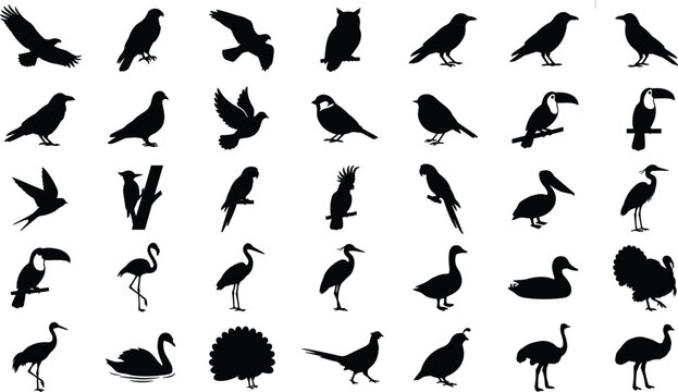 Various bird silhouettes featuring eagles owls parrots penguins pelicans storks and other species