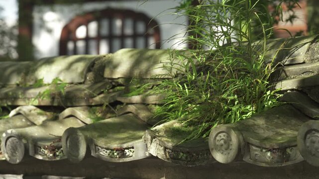 古い瓦屋根の隙間からたくましく生い茂る緑の植物と歴史ある寺院の風景（音声なし）