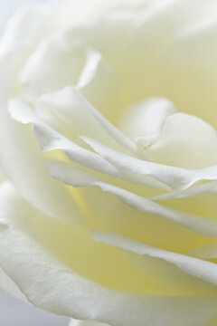 close up of a white flower