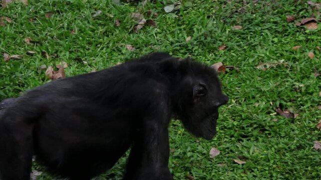 female black chimpanzee, walks for a while then sits on the green grass
