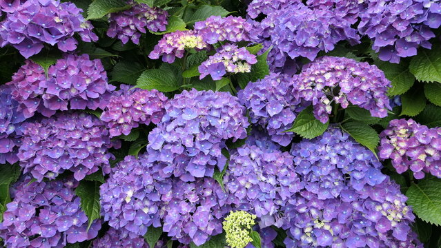 Purple Hydrangea Blossoms Filling the Frame in Early Summer