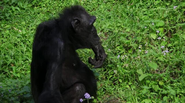 female black chimpanzee, just sitting on the green grass
