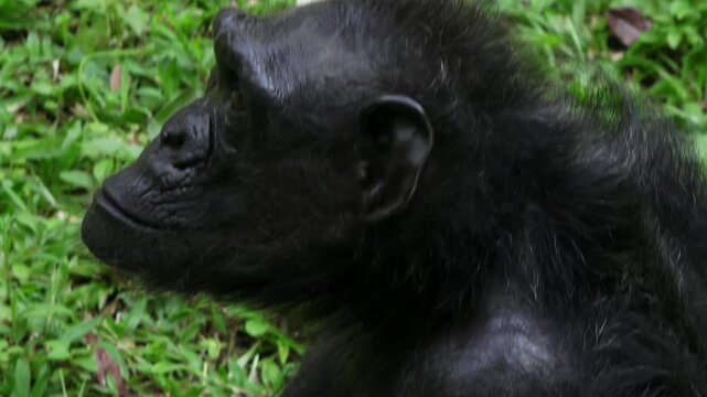 female black chimpanzee, head and back, facial expression of female chimpanzee is clearly visible

