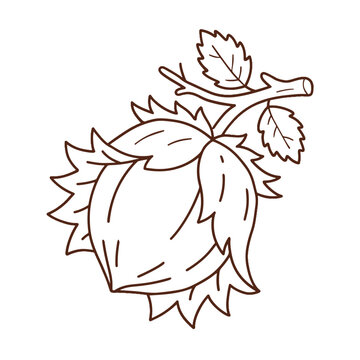 Hazelnut with leaf vector illustration. Colored and line art outline icon of autumn forest nut isolated.